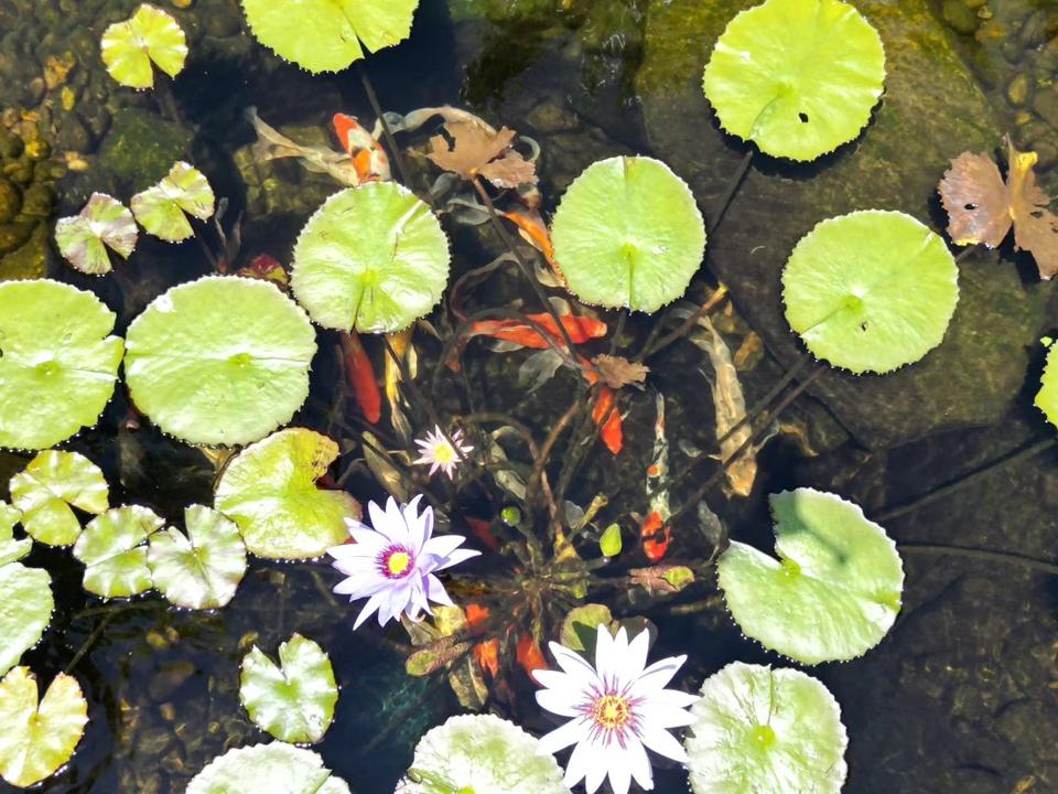 Koi swimming under water lily pads