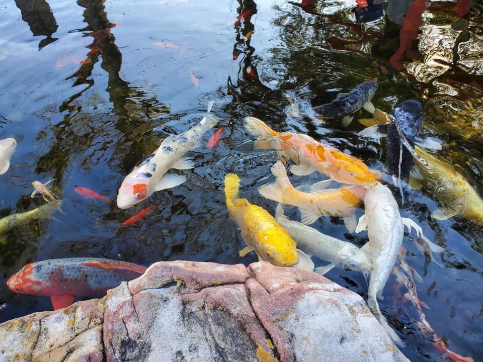 Orange, white and yellow koi gathered at the rock edge of a pond